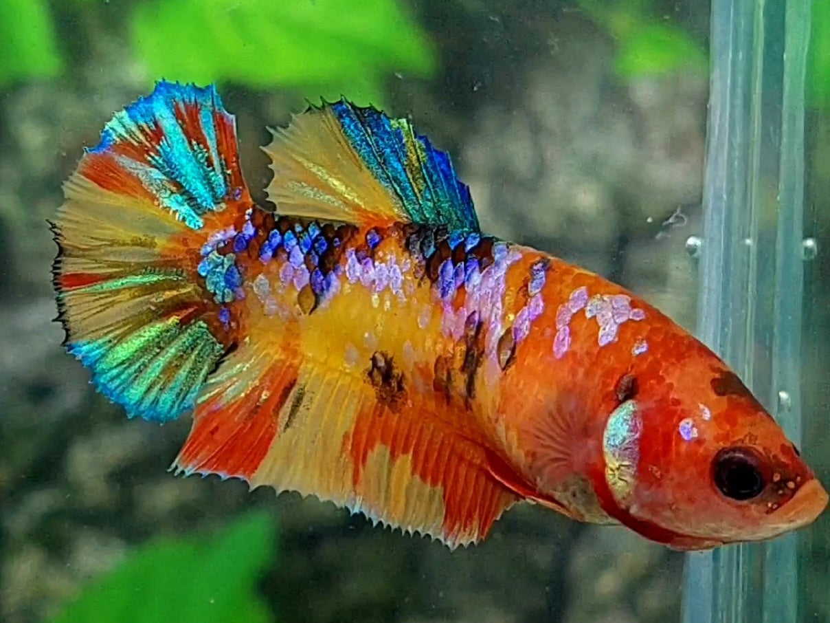 Multicolor Yellowbase Galaxy HMPK Female For Sorority / Breed