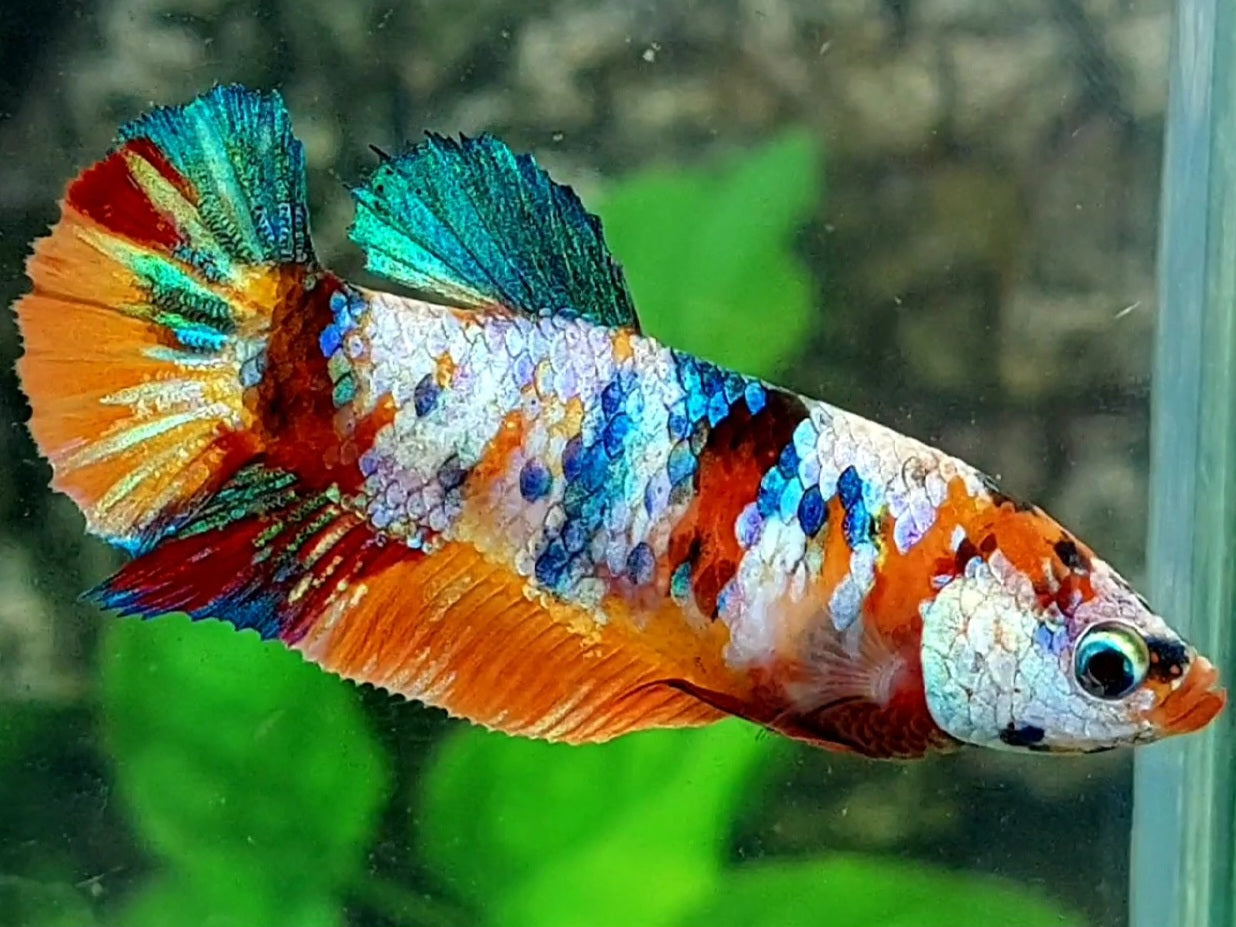 Multicolor Galaxy HMPK Female For Sorority / Breed