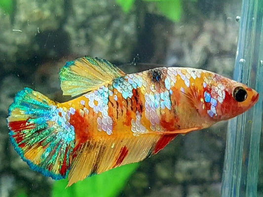 Multicolor Yellowbase Galaxy HMPK Female For Sorority / Breed