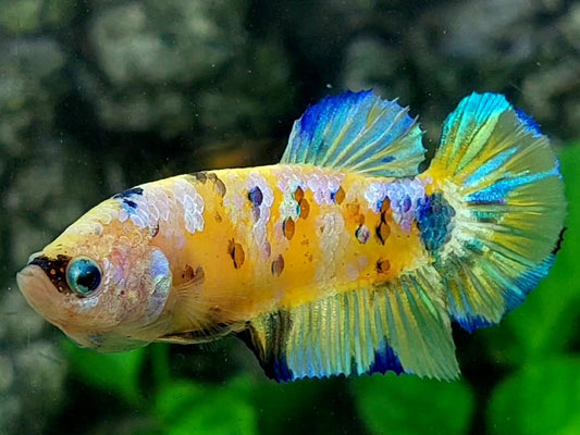 Skyblue Yellow Tiger Pink Galaxy HMPK Female For Sorority / Breed