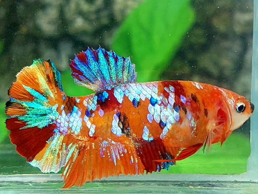 Multicolor Orange Galaxy HMPK Female For Sorority / Breed