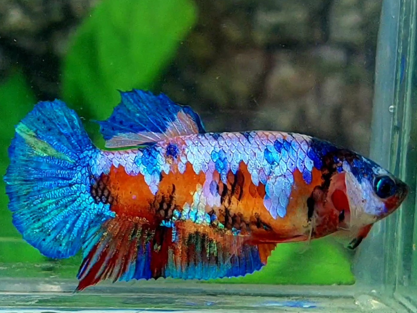 Multicolor Galaxy HMPK Female For Sorority / Breed