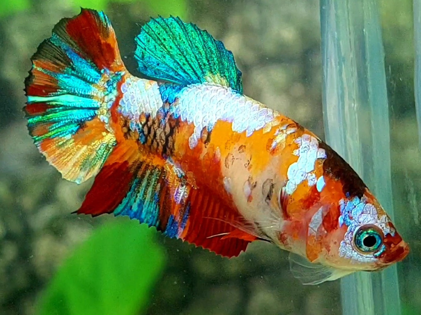 Multicolor Galaxy HMPK Female For Sorority / Breed