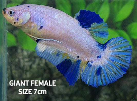 Pink Skyblue Marble GIANT HMPK Female