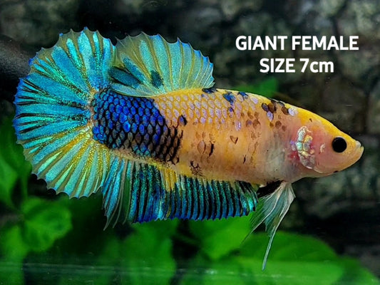 Multicolor Yellow Galaxy GIANT HMPK Female