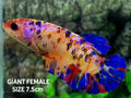 Multicolor Tiger Galaxy GIANT HMPK Female