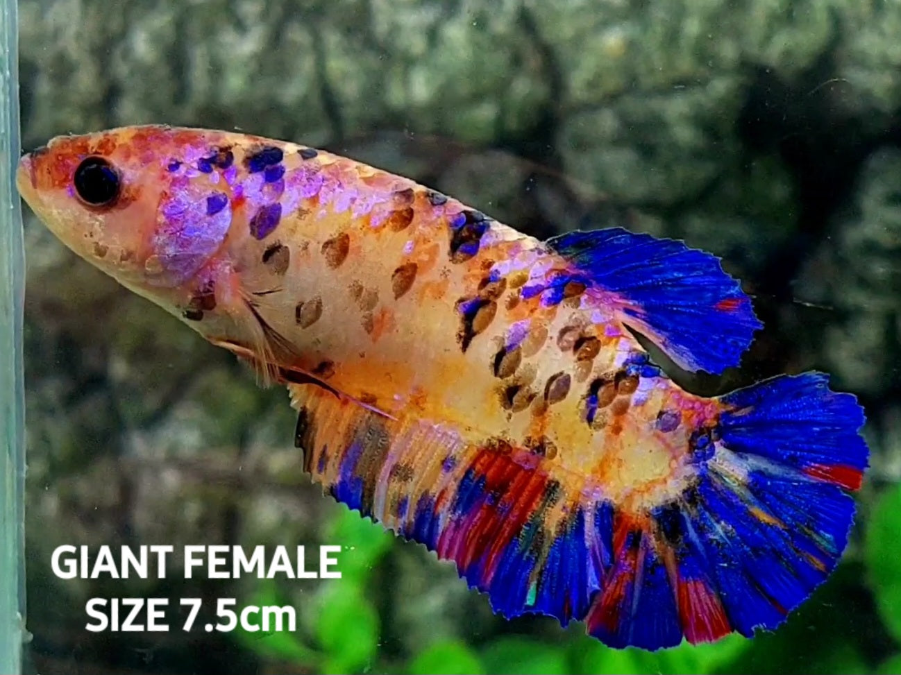 Multicolor Tiger Galaxy GIANT HMPK Female