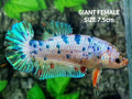 Multicolor Fancy Dalmation JUMBO GIANT HMPK Female