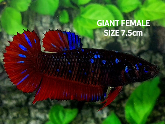 Black Star Purple Red Devil Galaxy GIANT HMPK Female