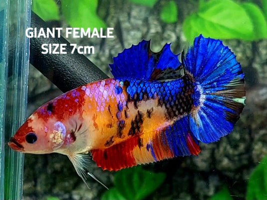 Multicolor Galaxy GIANT HMPK Female