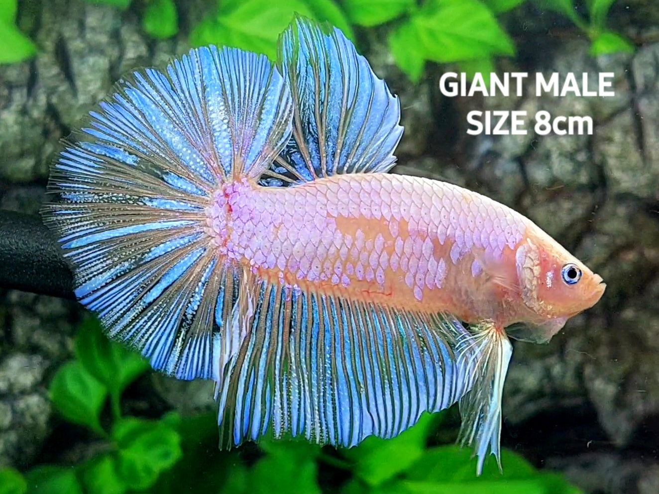 Samurai Pink Skyblue GIANT Over HMPK Male