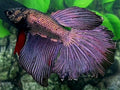 Copper Purple Rosetail Halfmoon Male