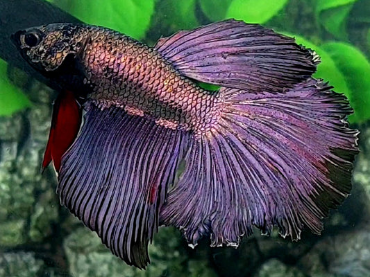 Copper Purple Rosetail Halfmoon Male