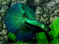 Green Halfmoon Male