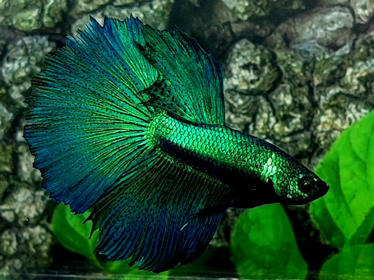 Green Halfmoon Male