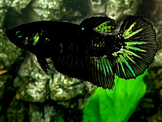 Black Green Startail Halfmoon Female For Sorority / Breed