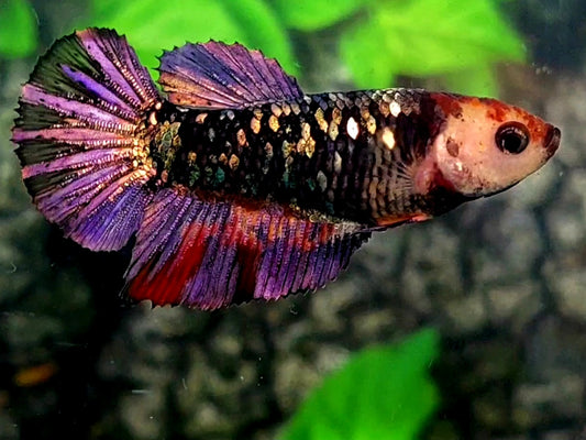 Monkey Face Blackstar Purple Copper Gold Halfmoon Female For Sorority / Breed