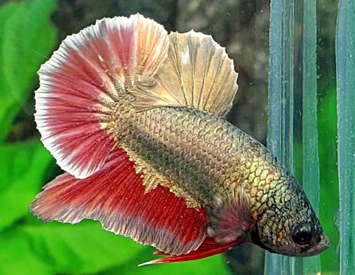 Red Copper Gold Dragon HMPK Male