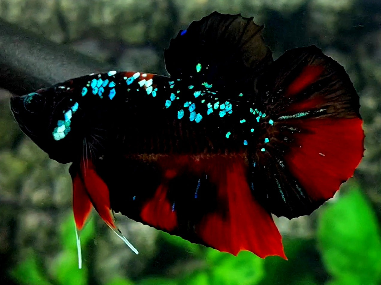 Blackstar Red Galaxy HMPK Male