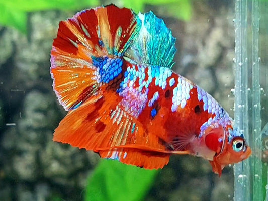 Multicolor Galaxy HMPK Male