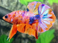 Multicolor Candy Pink Galaxy HMPK Male