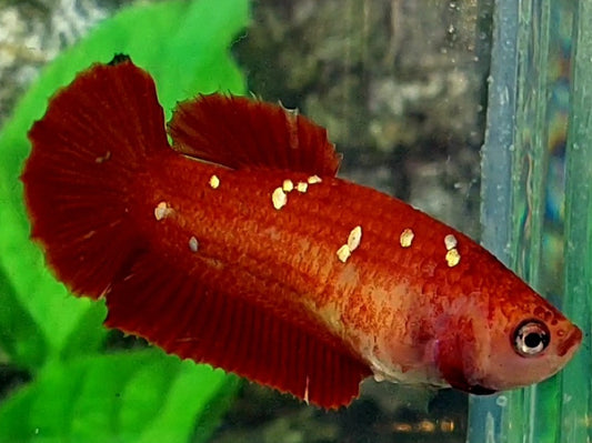 Red Gold Galaxy HMPK Female For Sorority / Breed