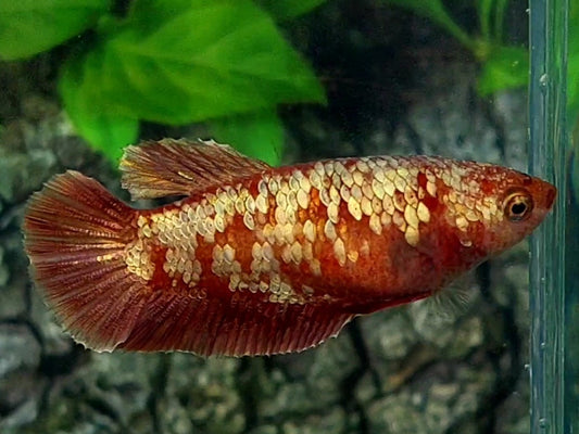 Red Gold Galaxy HMPK Female For Sorority / Breed