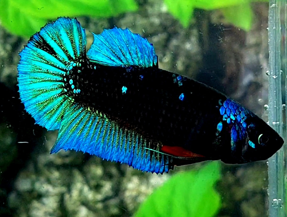 Blackstar Turquoise HMPK Female For Sorority / Breed