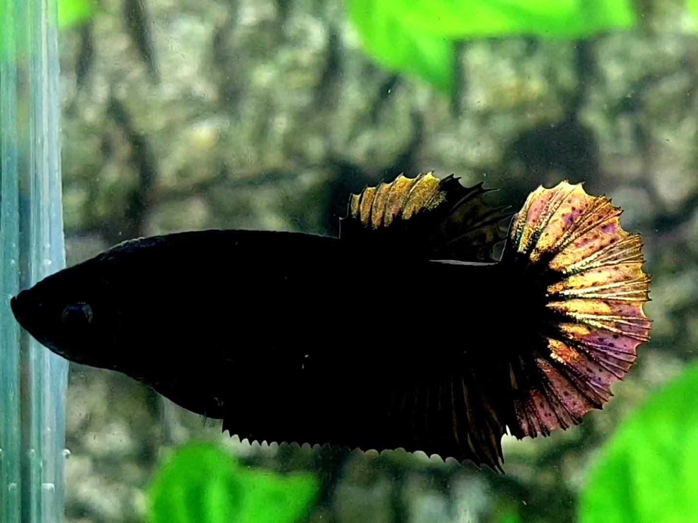 Black Copper Gold Light HMPK Female For Sorority / Breed