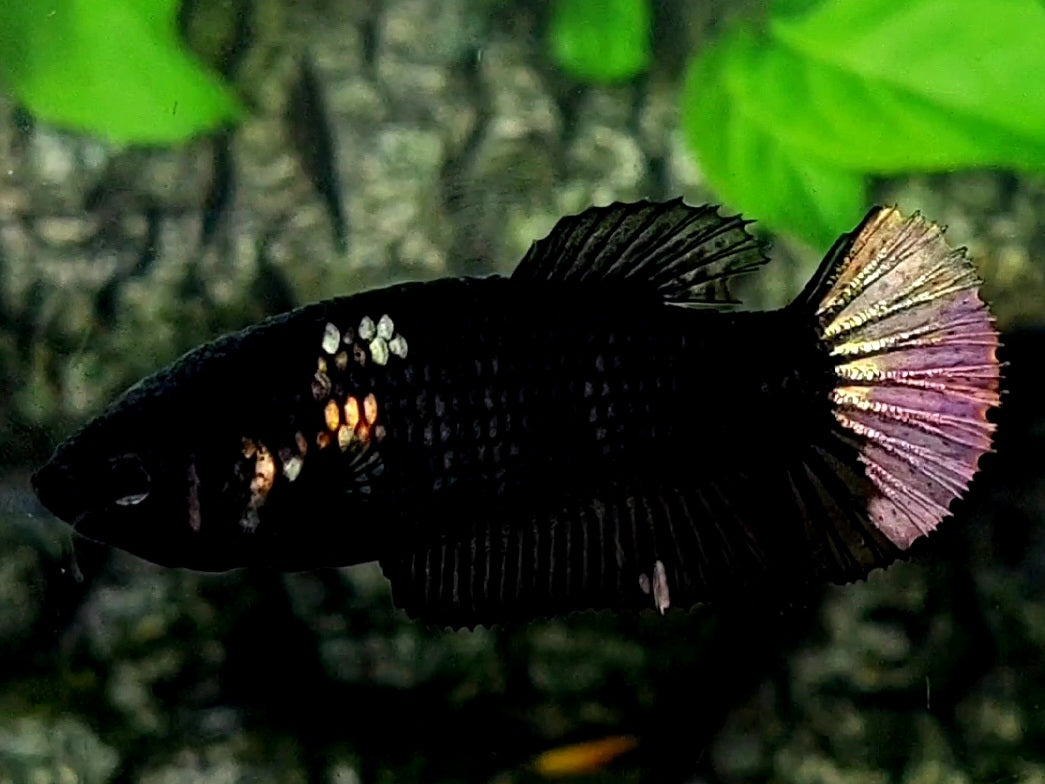 Black Copper Purple Light HMPK Female For Sorority / Breed