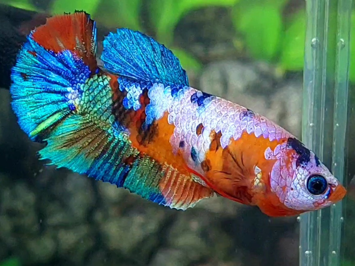 Multicolor Galaxy HMPK Female For Sorority / Breed