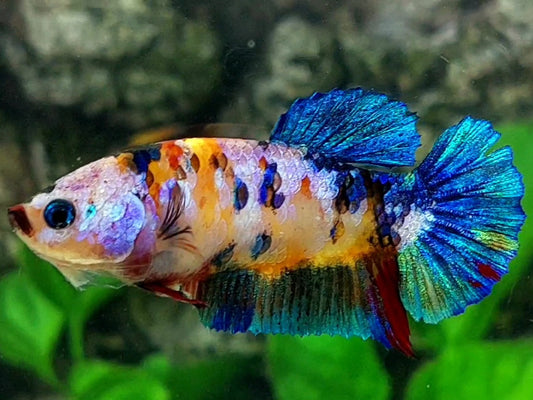 Multicolor Galaxy HMPK Female For Sorority / Breed