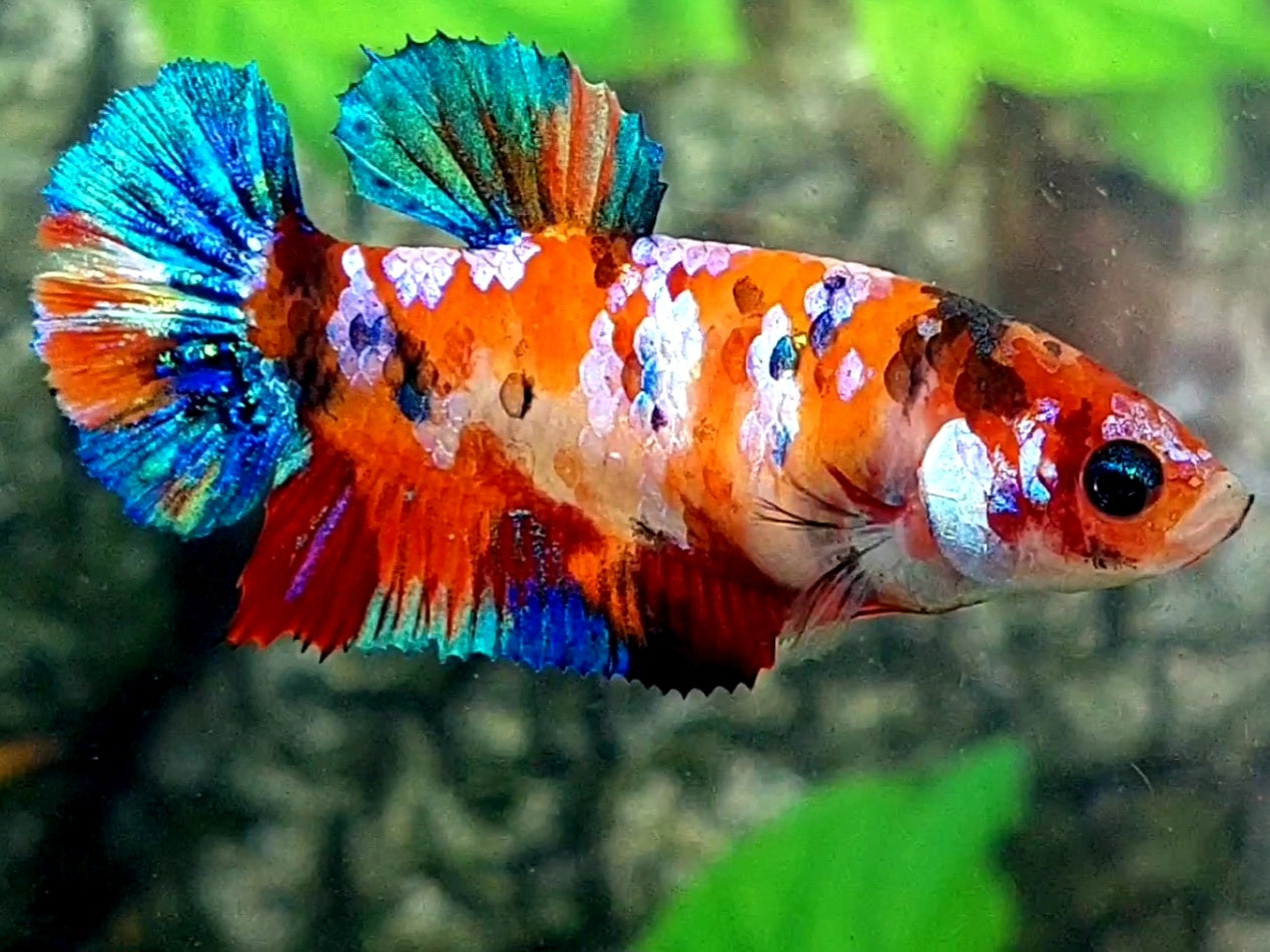 Multicolor Orange Galaxy HMPK Female For Sorority / Breed