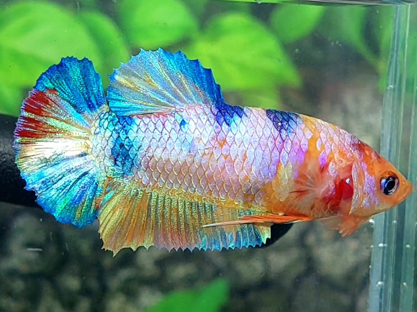 Multicolor Metalic Candy HMPK Female For Sorority / Breed