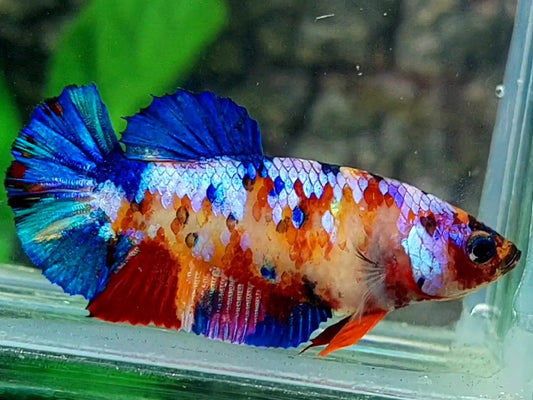 Multicolor Galaxy HMPK Female For Sorority / Breed