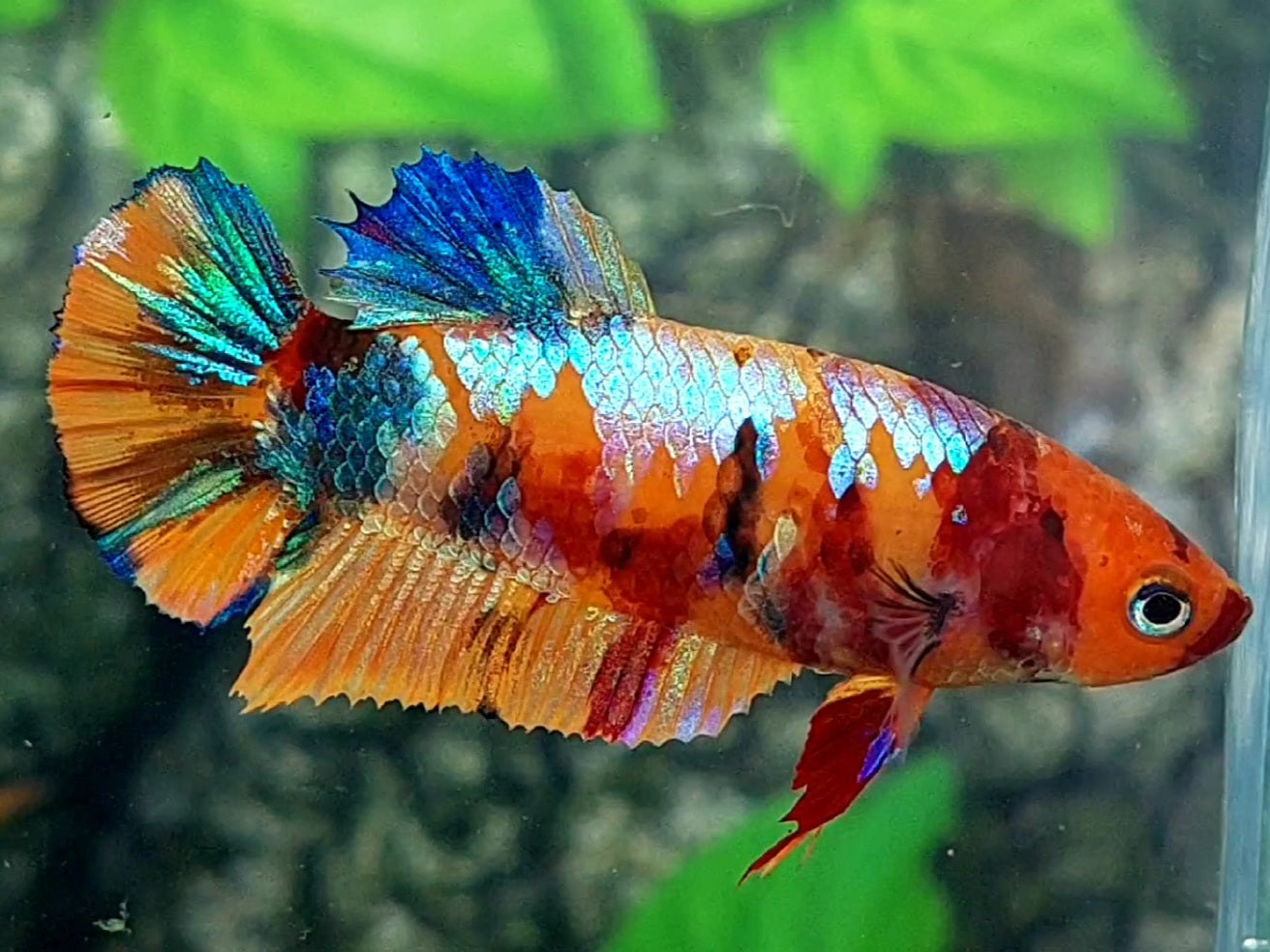 Multicolor Candy Galaxy HMPK Female For Sorority / Breed