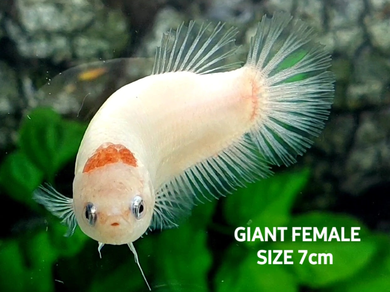 RARE Tancho Koi JUMBO GIANT HMPK Female