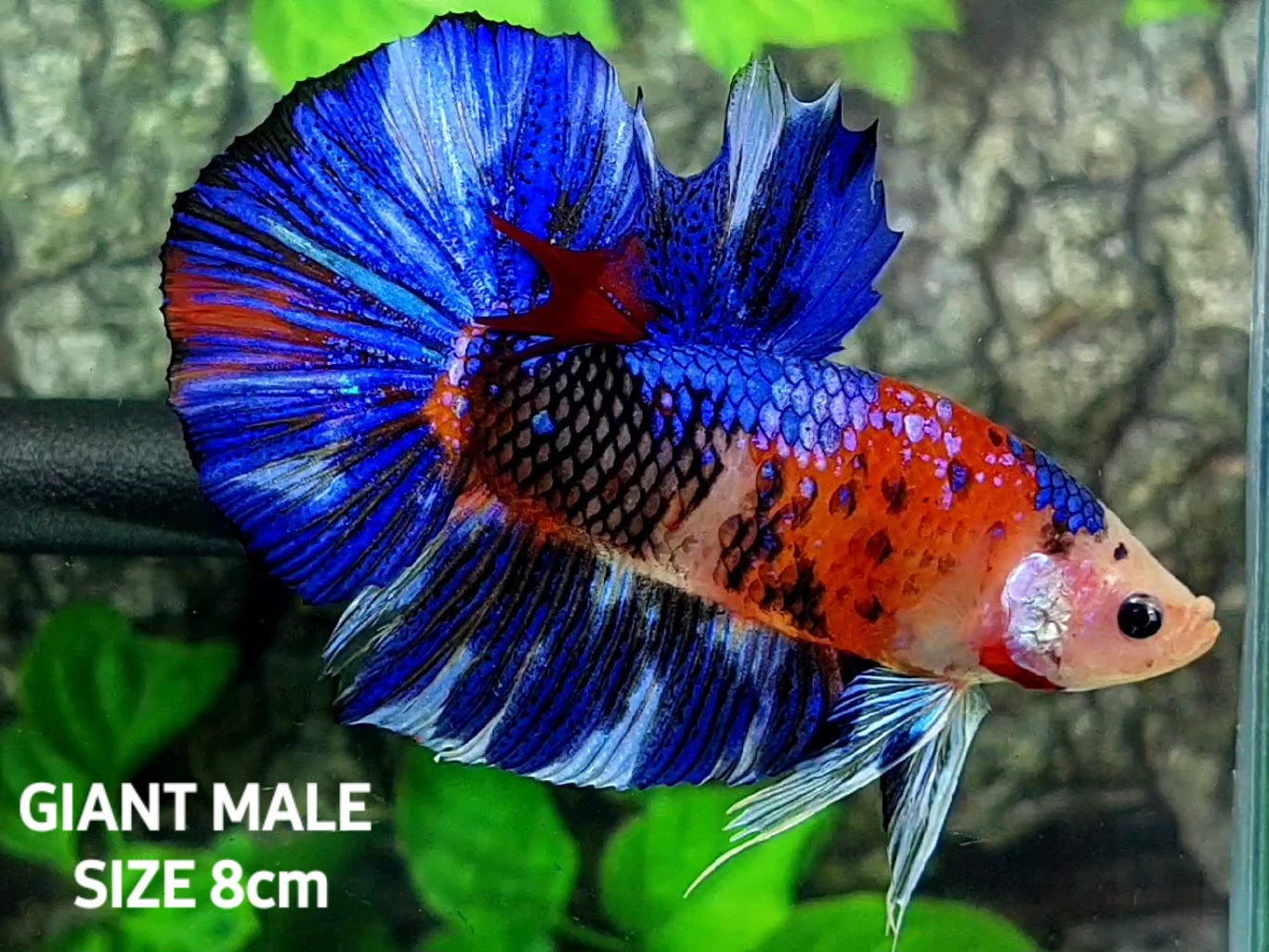 Multicolor Metalic Blue Galaxy JUMBO GIANT HMPK Male