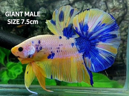 Yellow Pink Blue Candy JUMBO GIANT Over HMPK Male
