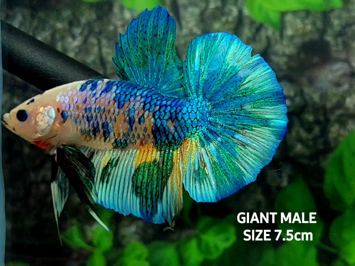 Fancy Metalic JUMBO GIANT HMPK Male