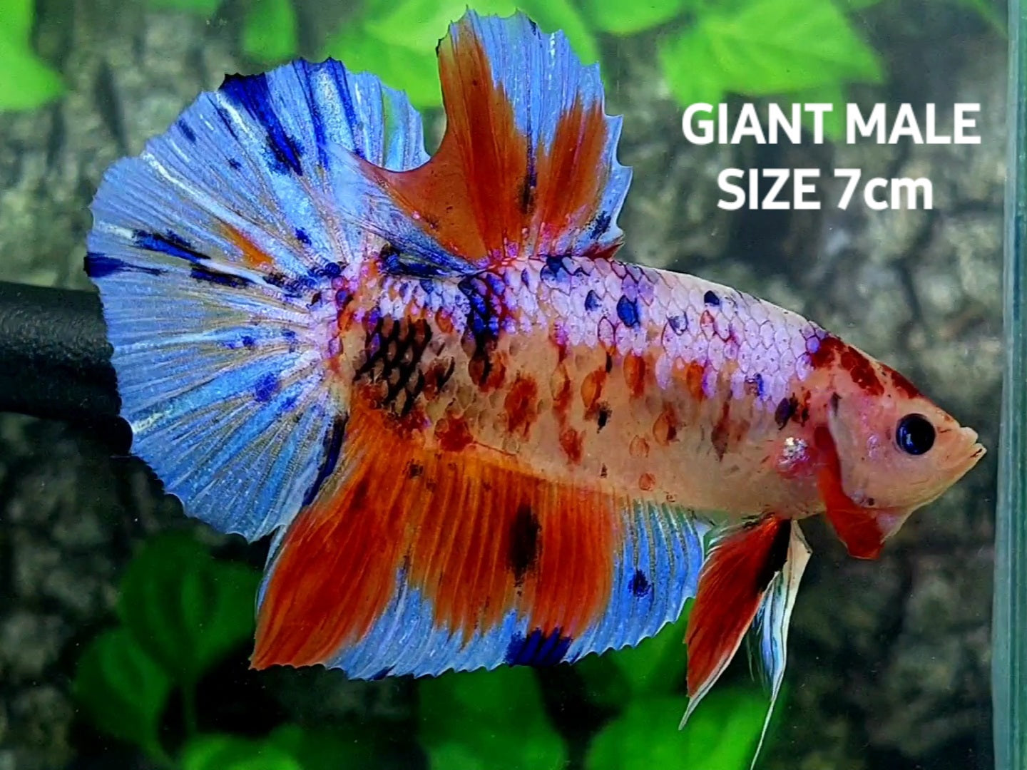 Multicolor Samurai Candy JUMBO GIANT HMPK Male