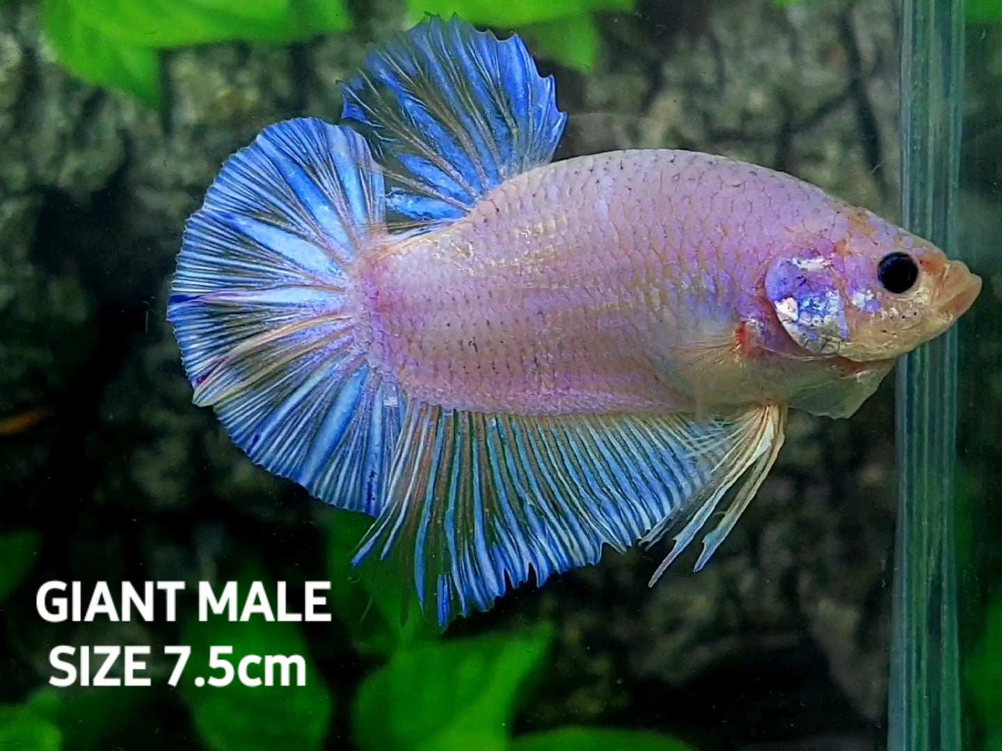 Pink Skyblue JUMBO GIANT HMPK Male