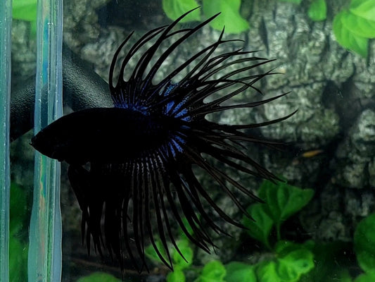 Jumbo Black Orchid Crowntail Male