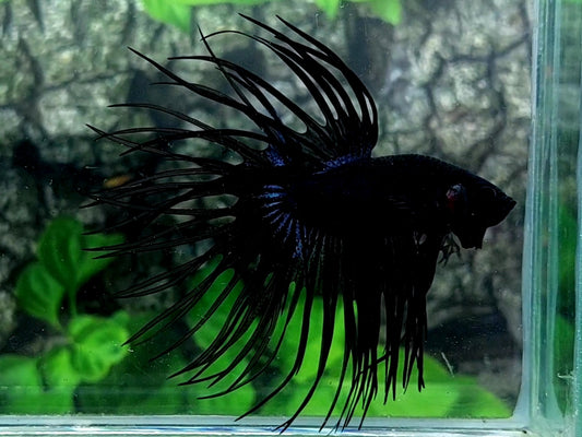 Jumbo Black Orchid Crowntail Male