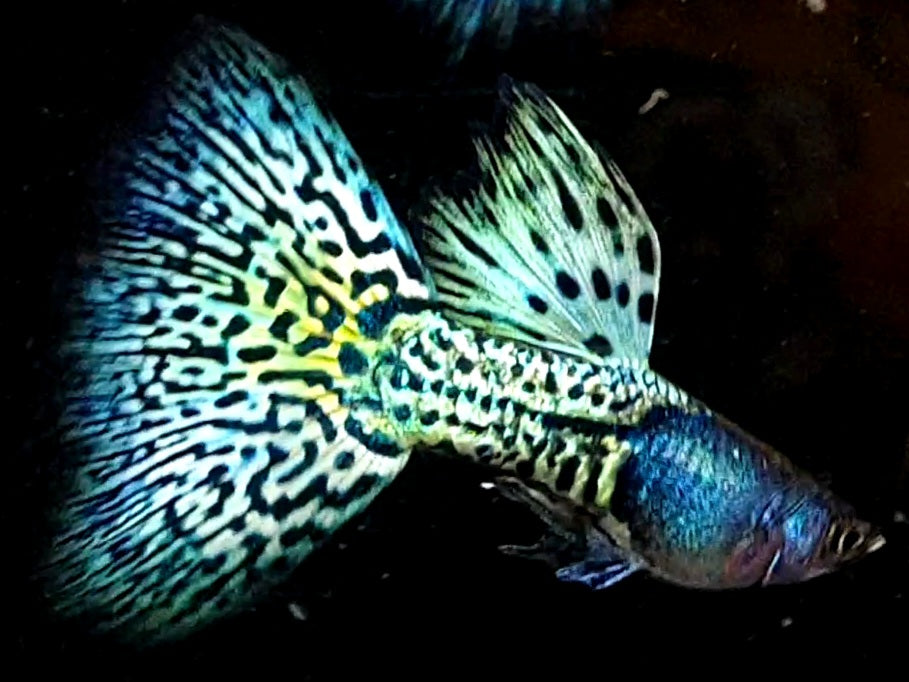 2 Pair Metal Snakeskin Blue Cobra Guppy GT#2