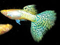 1 Trio Albino Metal Snakeskin Blue Cobra Guppy GT#4