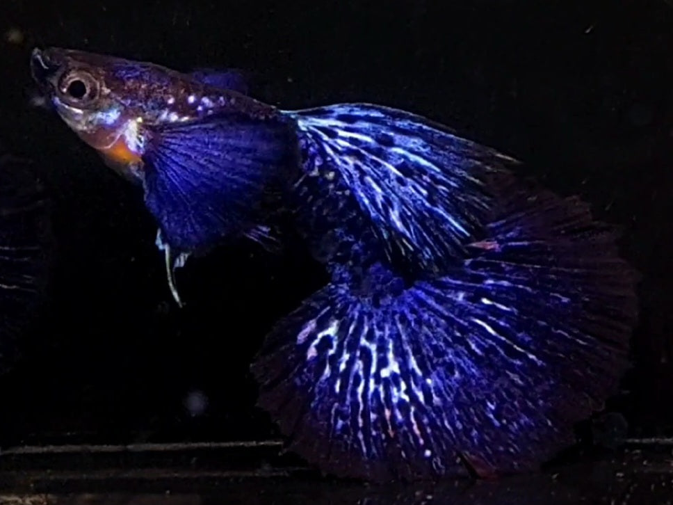 1 Trio Purple Dragon Dumbo Ears Guppy GT#5