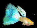 1 Pair Albino Japan Blue Grass Guppy GT#6