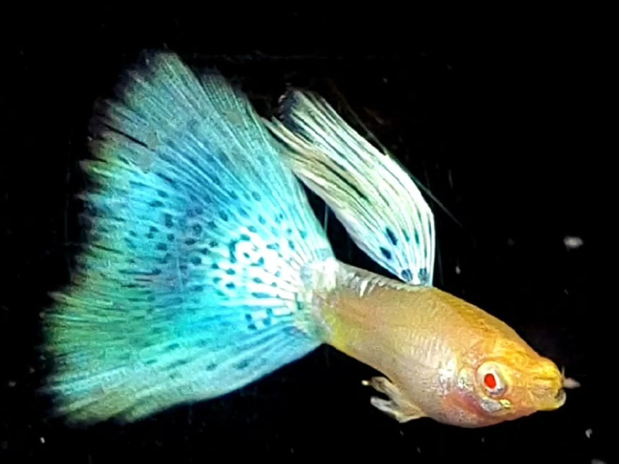 1 Pair Albino Japan Blue Grass Guppy GT#6