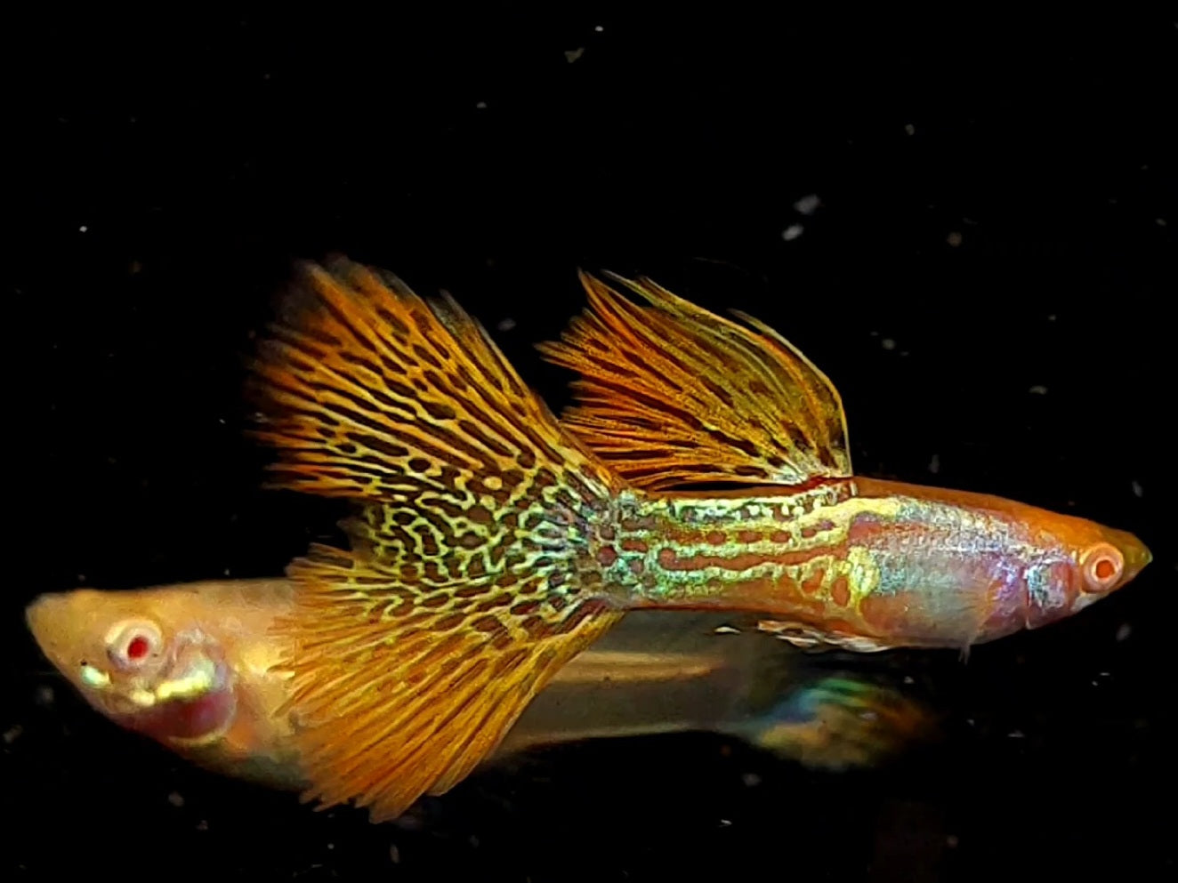 1 Pair Albino Metal Snakeskin Red Cobra Guppy GT#8